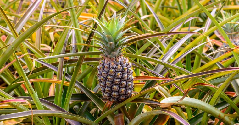 A pineapple growing on a plant at Dole Plantation Hawaii USA.